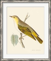 Framed Engraved Birds III