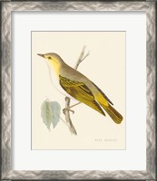 Framed 'Engraved Birds III' border=