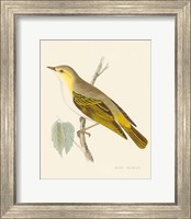 Framed Engraved Birds III