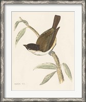 Framed Engraved Birds II