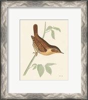 Framed 'Engraved Birds I' border=