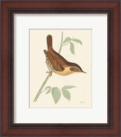 Framed 'Engraved Birds I' border=