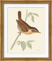 Framed Engraved Birds I