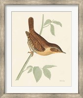 Framed Engraved Birds I