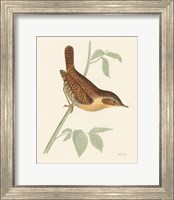 Framed Engraved Birds I