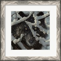 Framed Winter Black Wolf