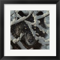 Framed Winter Black Wolf