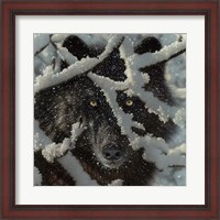 Framed Winter Black Wolf