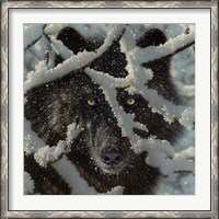 Framed Winter Black Wolf