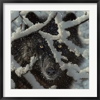 Framed Winter Black Wolf