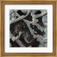 Framed Winter Black Wolf