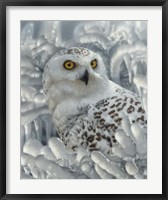 Framed Snowy Owl Sanctuary