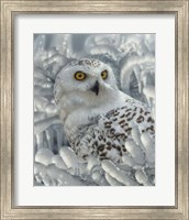 Framed Snowy Owl Sanctuary