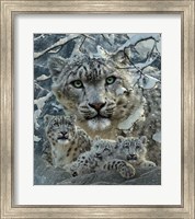 Framed Snow Leopard Collage
