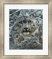 Framed Snow Leopard Collage