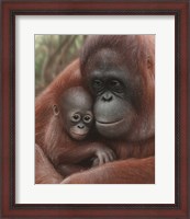 Framed Orangutan Mother and Baby