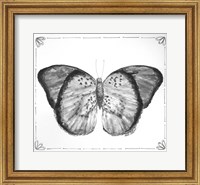 Framed Butterfly V