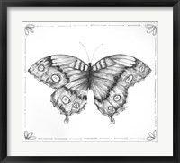 Framed Butterfly VI