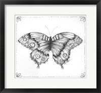 Butterfly VI Framed Print