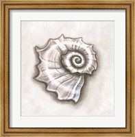 Framed Shell I