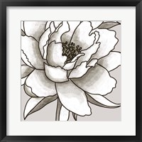 Peony II Framed Print