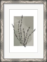 Framed Sage Floral II