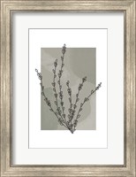 Framed Sage Floral II