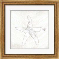 Framed Coastal Starfish