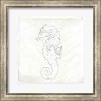 Framed Coastal Seahorse