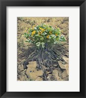 Framed Desert Bouquet