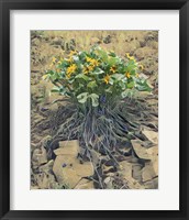Framed Desert Bouquet