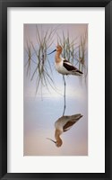 Framed American Avocet