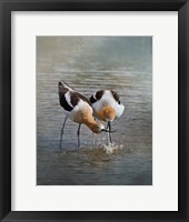 Framed American Avocet II