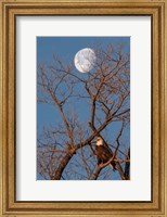 Framed Eagle Moon