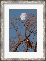 Framed Eagle Moon