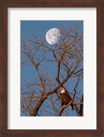 Framed Eagle Moon