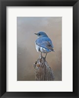 Framed Mountain Bluebird