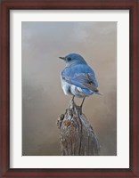 Framed Mountain Bluebird
