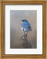 Framed Mountain Bluebird