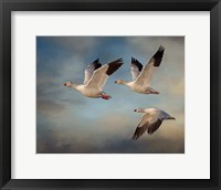 Framed Snow Geese