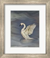 Framed Tundra Swan