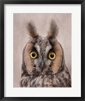 Framed Long-Eared Owl