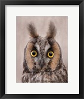 Framed Long-Eared Owl
