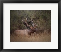 Framed Bull Elk