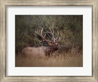 Framed Bull Elk