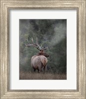Framed Bull Elk II