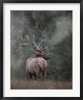 Framed Bull Elk II