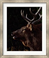 Framed Sunset Bull