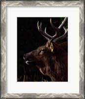 Framed Sunset Bull