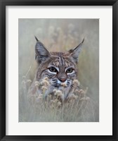 Framed Bobcat